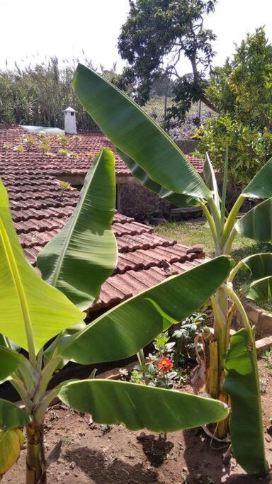 Rural House To Take A Break, La Serreria 25 - Private Garden 塔科龙特 外观 照片