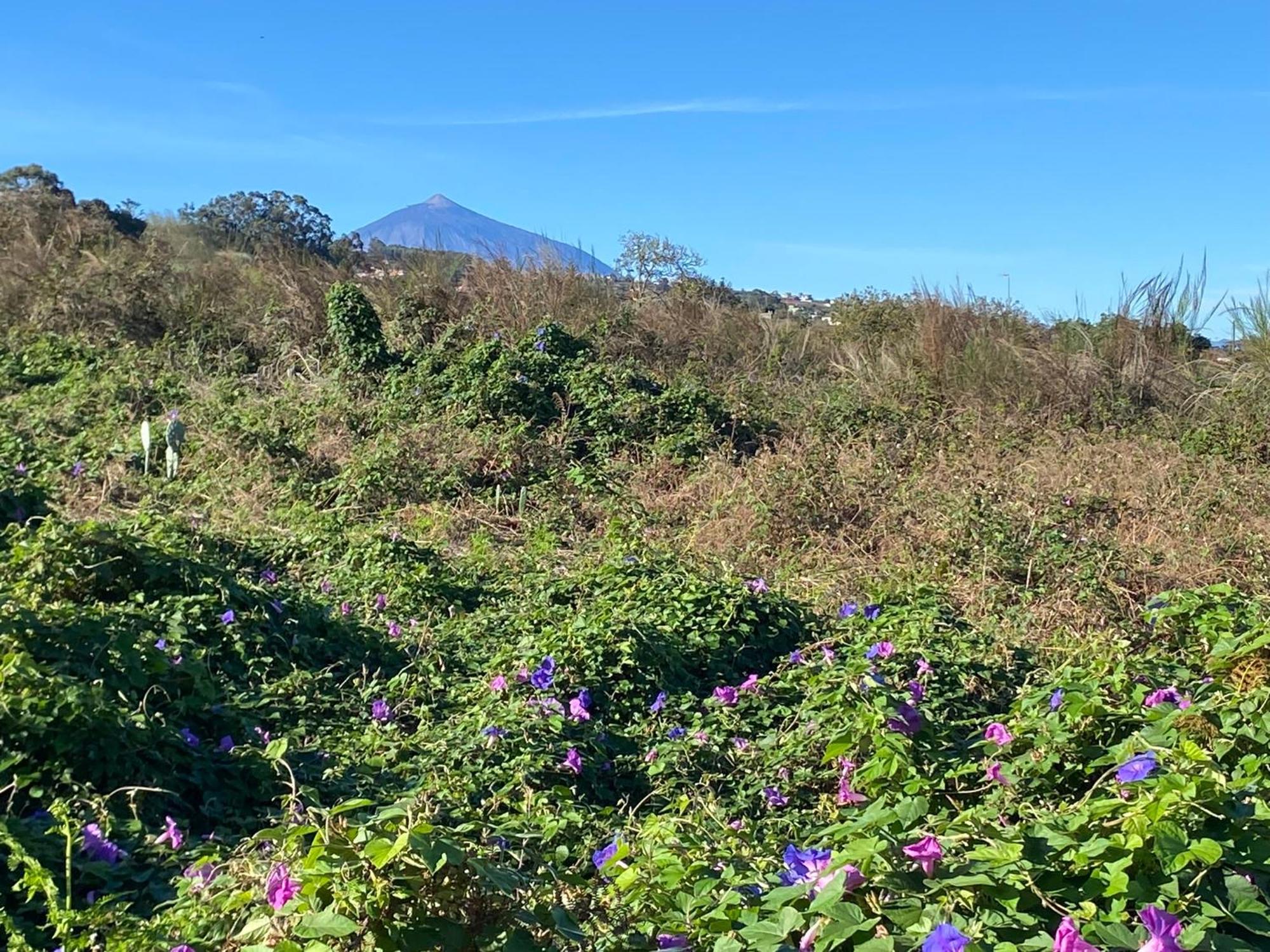 Rural House To Take A Break, La Serreria 25 - Private Garden 塔科龙特 外观 照片